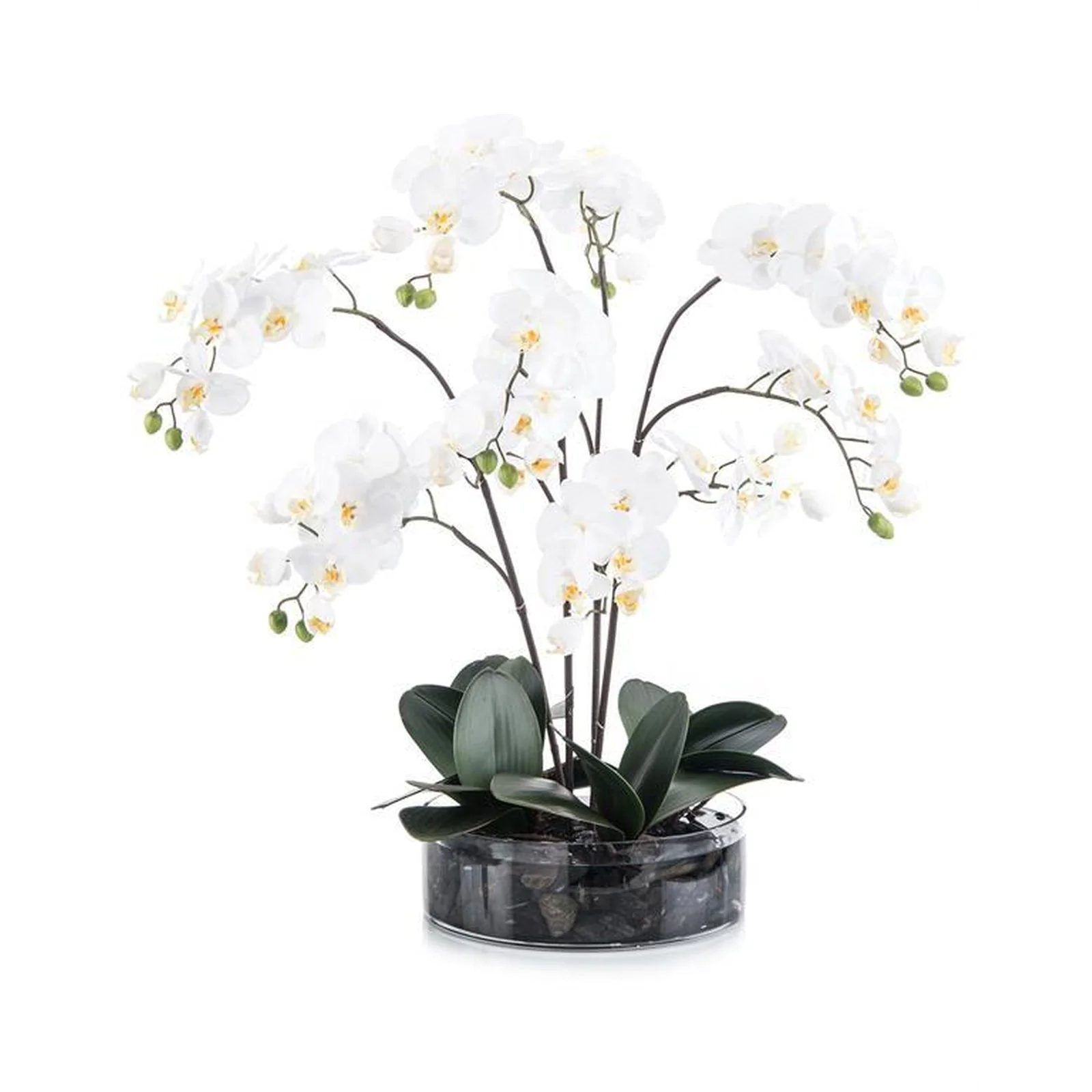 John Richard Decor Midnight Phals I